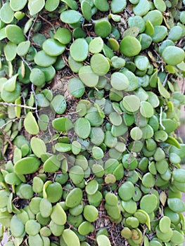 Plant of Pyrrosia eleagnifolia or theÃÂ leather-leaf fern or ota. It is climbing fernÃÂ endemicÃÂ toÃÂ New Zealand. photo